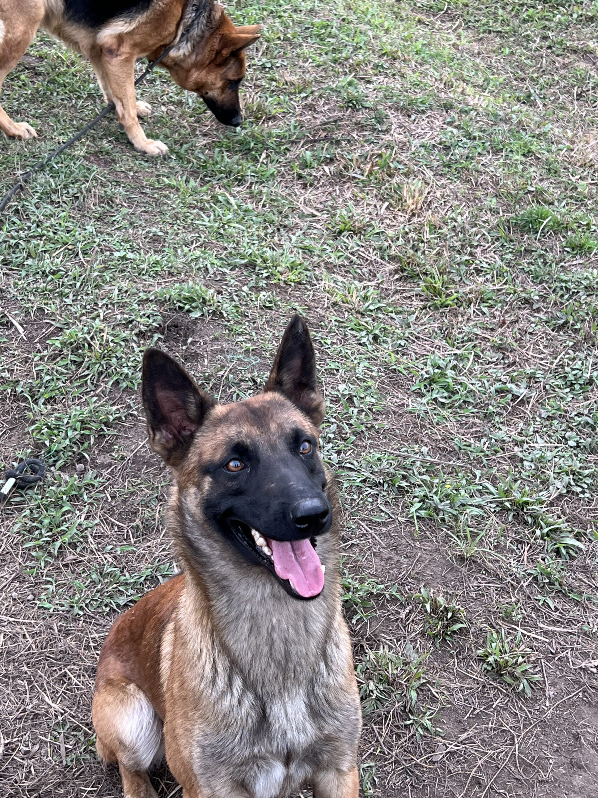 Drako